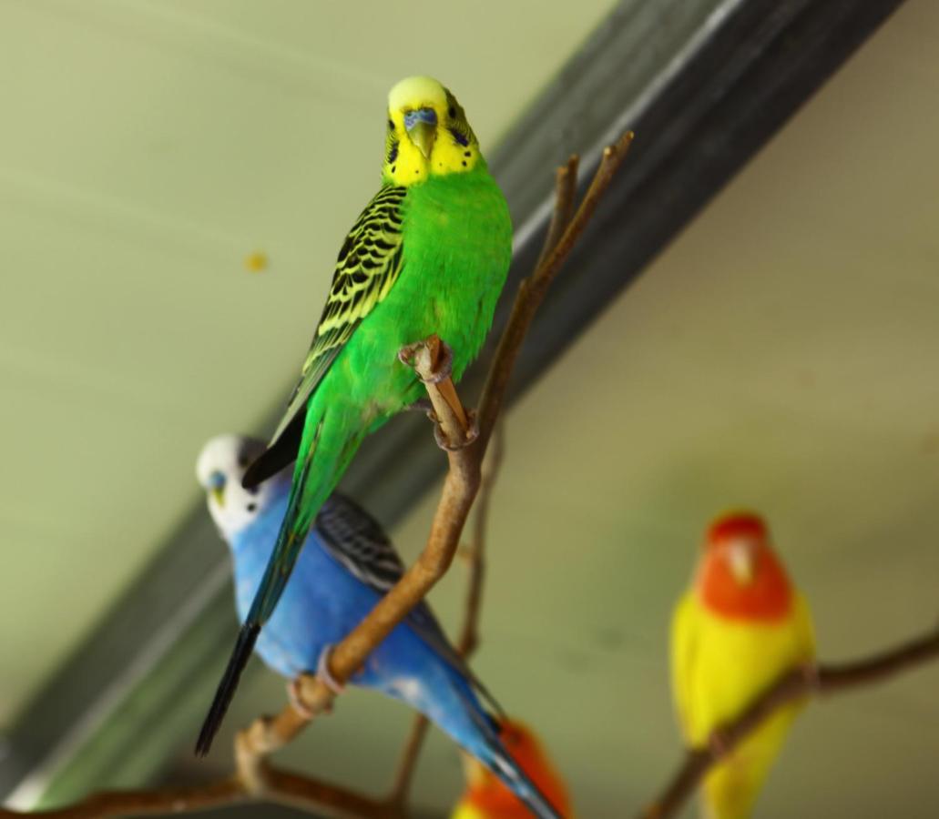 Forest Of Color Pension ホンチョン エクステリア 写真